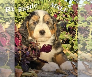 Miniature Bernedoodle-Poodle (Standard) Mix Puppy for sale in MILLVILLE, MN, USA