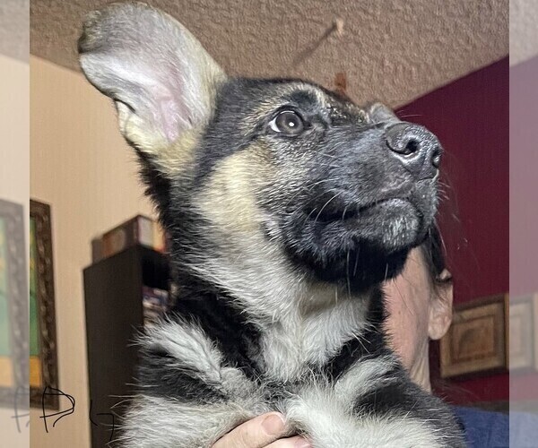Medium Photo #6 German Shepherd Dog Puppy For Sale in SACRAMENTO, CA, USA