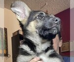 Small #5 German Shepherd Dog