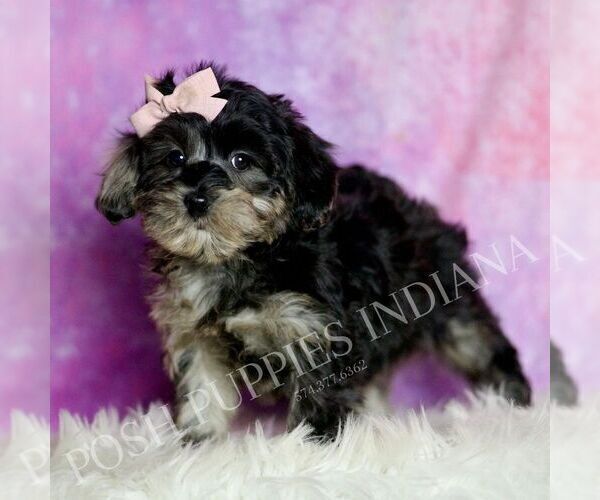 Medium Photo #4 Morkie Puppy For Sale in WARSAW, IN, USA