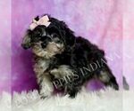 Small #3 Morkie