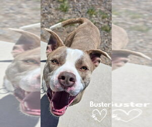 American Pit Bull Terrier Dogs for adoption in Monte Vista, CO, USA