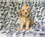 Small #5 Cavapoo