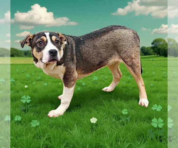 Medium Photo #3 American Bulldog-Unknown Mix Puppy For Sale in Talladega, AL, USA