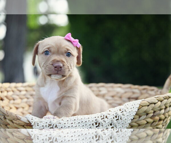 Medium Photo #2 Mutt Puppy For Sale in Sandy, UT, USA