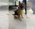 Small #1 German Shepherd Dog