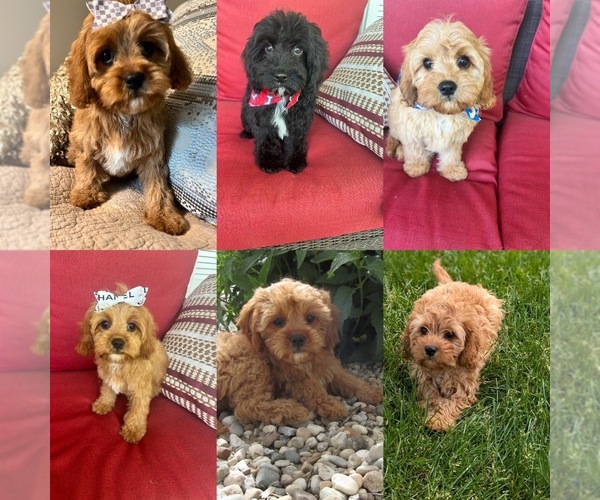 Medium Photo #1 Cavapoo Puppy For Sale in RICHMOND, IL, USA