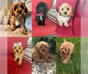 Cavapoo Puppy for sale in RICHMOND, IL, USA
