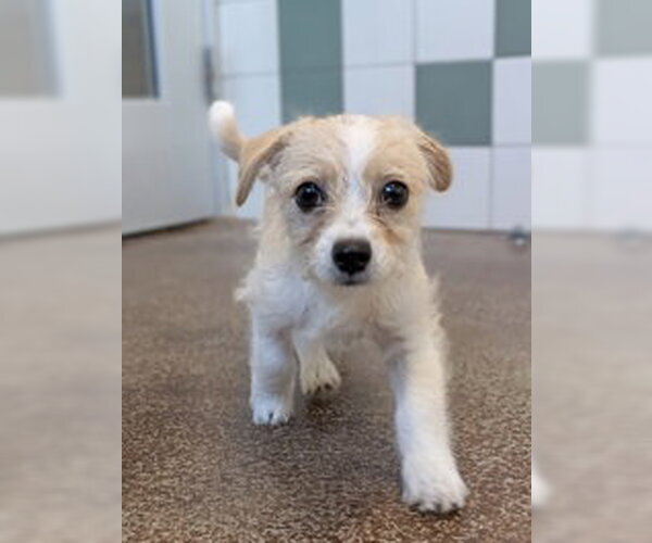 Medium Photo #1 Mutt Puppy For Sale in Salinas, CA, USA