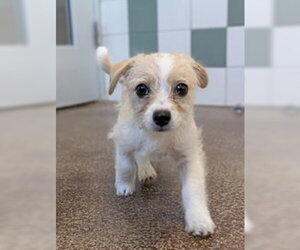 Mutt Dogs for adoption in Salinas, CA, USA