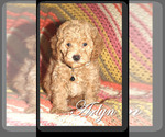 Small Photo #2 Poodle (Toy) Puppy For Sale in EL PASO, TX, USA