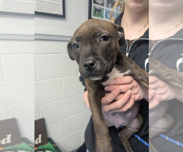 Medium Photo #1 American Bulldog-Unknown Mix Puppy For Sale in Muskegon, MI, USA