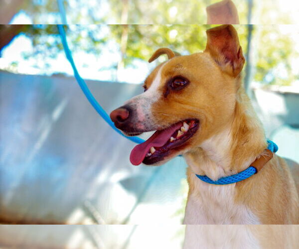 Medium Photo #2 Mutt Puppy For Sale in Apple Valley, CA, USA