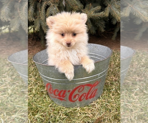 Medium Photo #3 Pomeranian Puppy For Sale in MIDDLEBURY, IN, USA