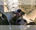 Small Photo #6 Saluki-Whippet Mix Puppy For Sale in Sebec, ME, USA