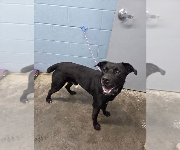 Medium Photo #4 Labrador Retriever-Unknown Mix Puppy For Sale in Evansville, IN, USA