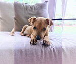Small #5 Jack Russell Terrier-Parson Russell Terrier Mix