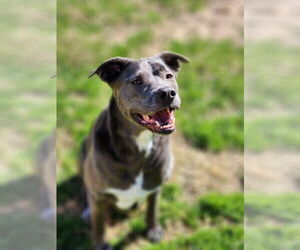 KangaRoo - Female Blue Lacy-Unknown Mix Dog for Adoption - Photo #9