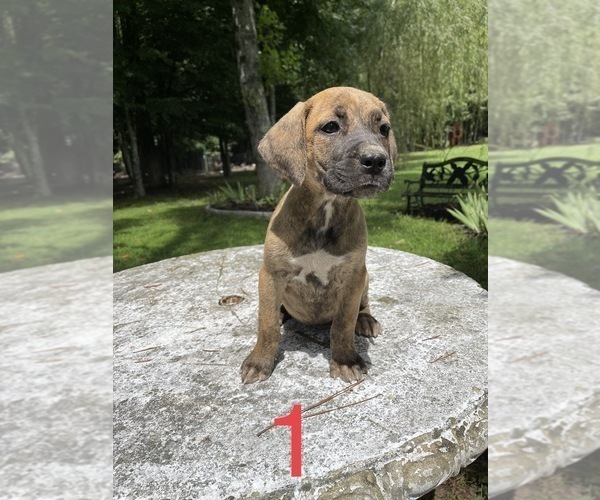 Medium Photo #1 Cane Corso Puppy For Sale in MONTPELIER, VA, USA