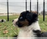 Small Photo #6 Miniature Australian Shepherd Puppy For Sale in WOODRUFF, SC, USA