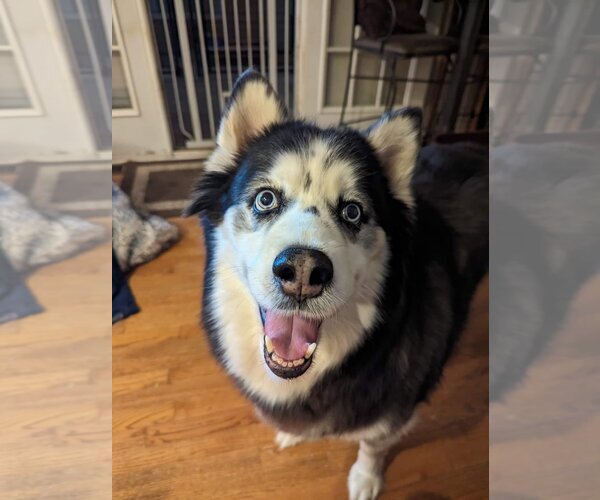 Medium Photo #8 Siberian Husky-Unknown Mix Puppy For Sale in Holly Springs, NC, USA