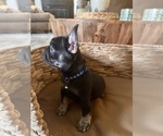 Small Photo #2 French Bulldog Puppy For Sale in BONNEAU, SC, USA