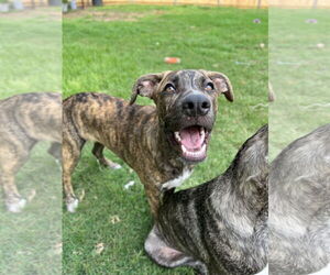 Labrador Retriever-Plott Hound Mix Dogs for adoption in McDonough, GA, USA
