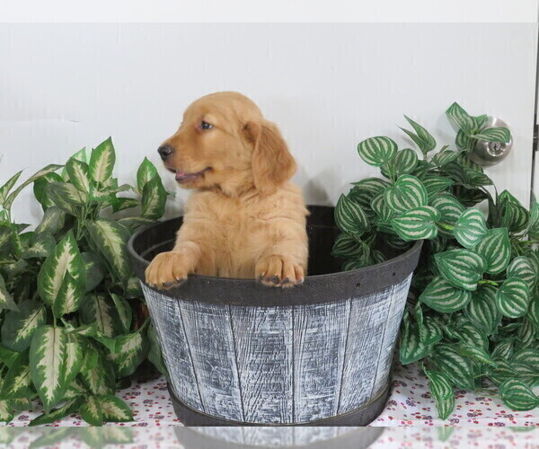 Medium Photo #5 Golden Retriever Puppy For Sale in THORP, WI, USA