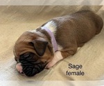 Puppy Sage Boxer