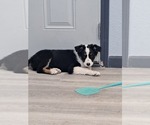 Small #7 Australian Shepherd