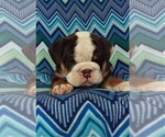 Small Photo #7 Bulldog Puppy For Sale in LANCASTER, PA, USA