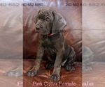 Small Photo #33 Cane Corso Puppy For Sale in LA PLATA, MD, USA