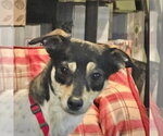 Small #1 Rat Terrier