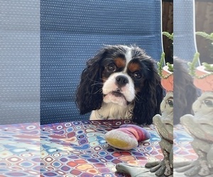 Father of the Cavachon puppies born on 06/14/2025