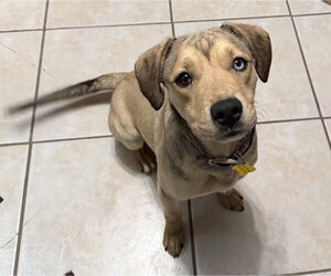 Bulldog-Unknown Mix Dogs for adoption in Sandy, UT, USA