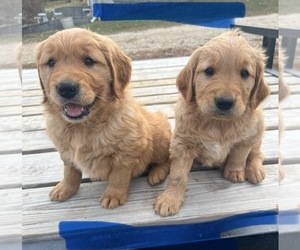 Golden Retriever Puppy for sale in LUANA, IA, USA