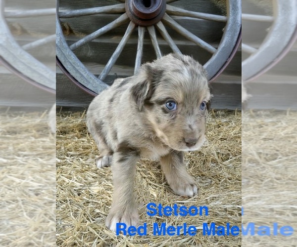 Medium Photo #1 Australian Shepherd Puppy For Sale in WILLIAMS, AZ, USA