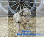 Puppy Stetson Australian Shepherd