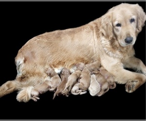 Mother of the Goldendoodle puppies born on 12/26/2023