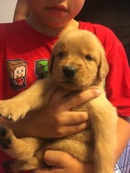 Golden Retriever Puppy for sale in BARSTOW, CA, USA