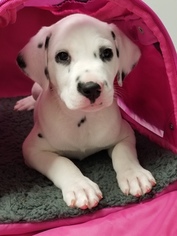 Dalmatian Puppy for sale in AARONSBURG, PA, USA
