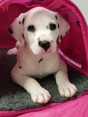 Medium Dalmatian