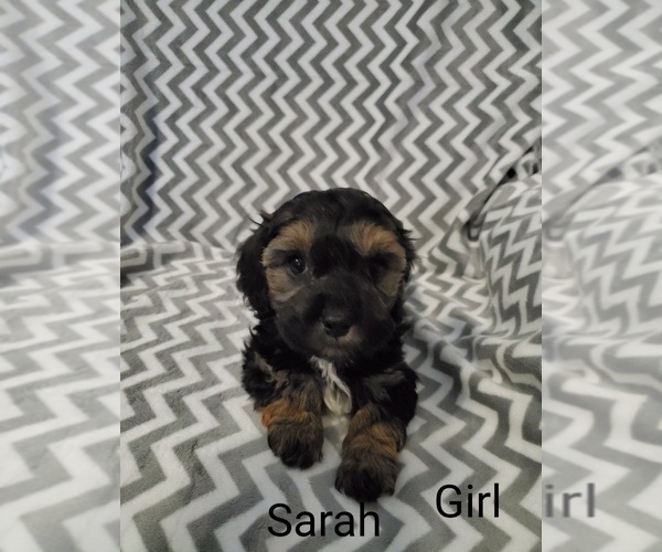 Medium Photo #2 Cavapoo Puppy For Sale in HENDERSON, NV, USA
