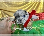 Small Photo #23 French Bulldog Puppy For Sale in HAYWARD, CA, USA