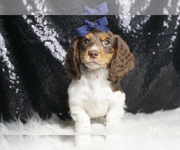 Medium Photo #3 Dachshund Puppy For Sale in WARSAW, IN, USA