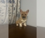 Small Photo #14 Pembroke Welsh Corgi Puppy For Sale in DURHAM, CT, USA