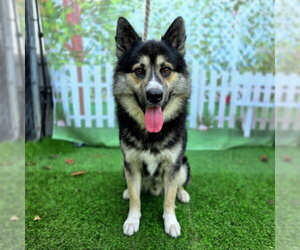 German Shepherd Dog-Unknown Mix Dogs for adoption in Long Beach, CA, USA