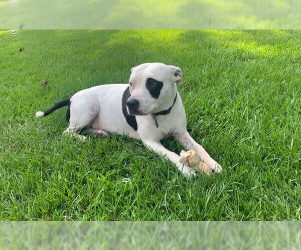 Medium Photo #8 American Pit Bull Terrier Puppy For Sale in Oakhurst, NJ, USA