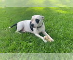 Small #7 American Pit Bull Terrier