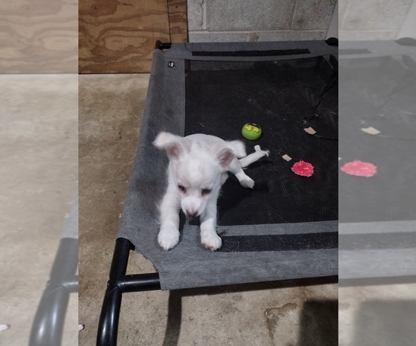 Medium Photo #2 Chihuahua Puppy For Sale in CONLEY, GA, USA